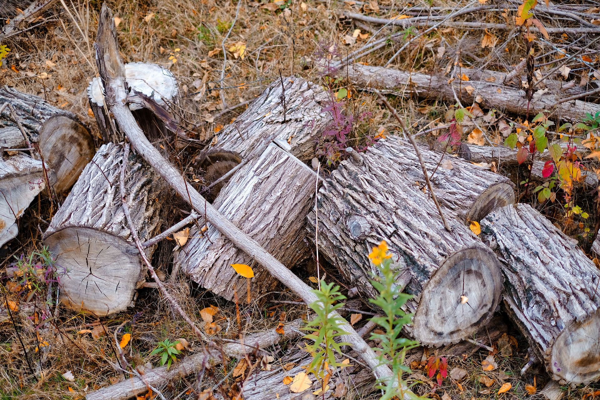 Stack of cut logs surrounded by autumn leaves in a forest setting.